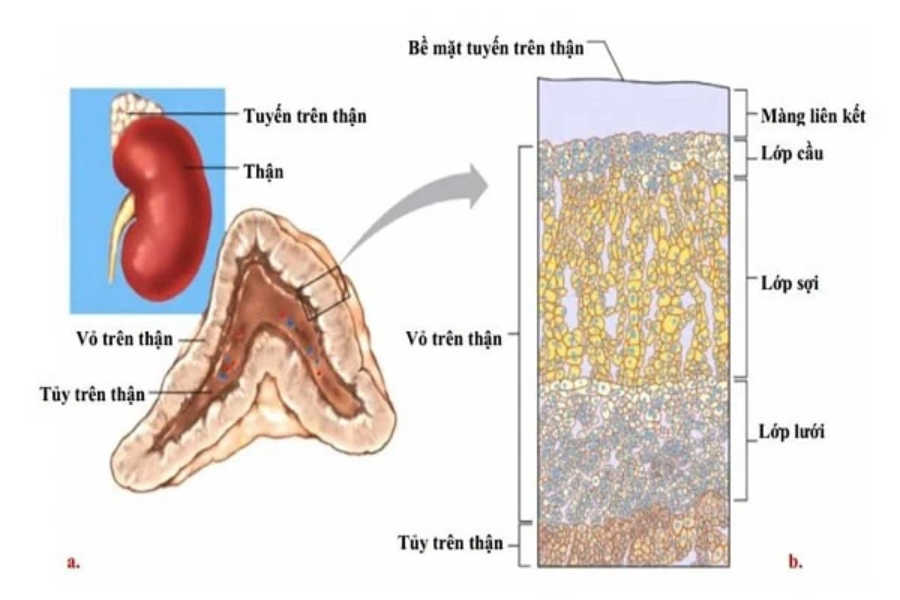 Tuyến thượng thận là nơi tiết ra hormone adrenaline